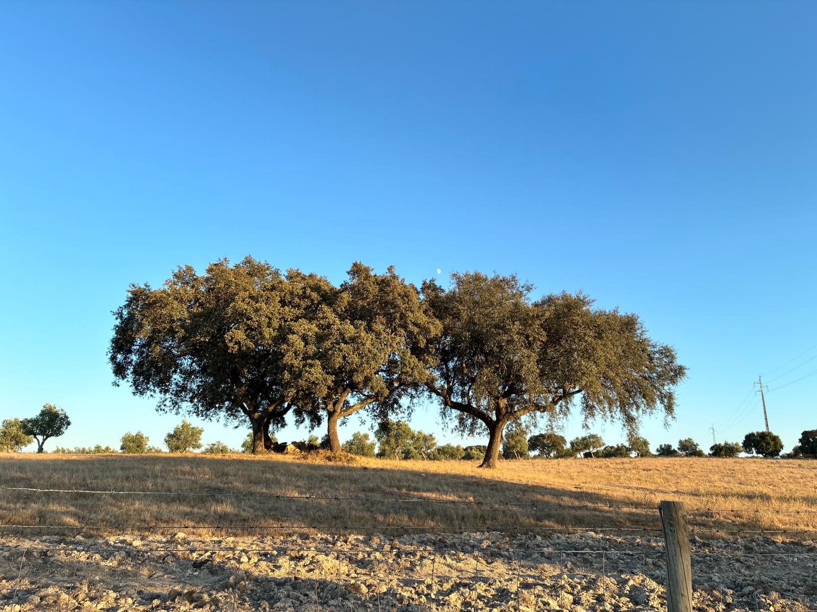 Alentejo 33 - 6